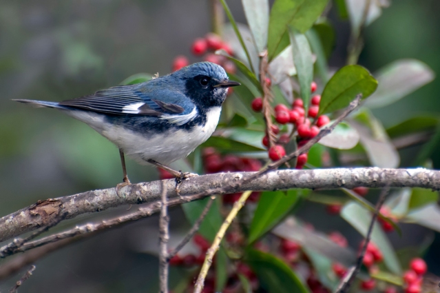Black-throated Blue Warbler, 1st Year Male